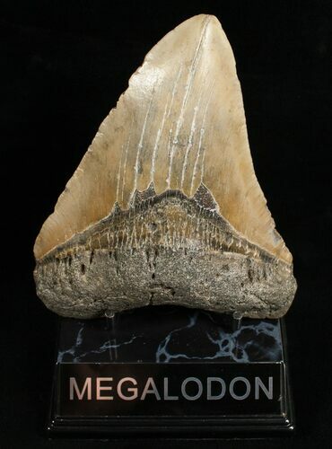 Huge Megalodon Shark Tooth #6651